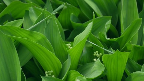 Green lily of the valley texture for background in forest in rural landscape