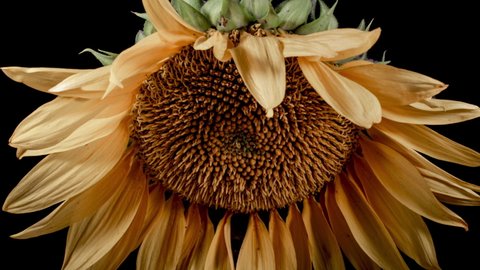 Sunflower Time Lapse Stock Video Footage 4k And Hd Video Clips