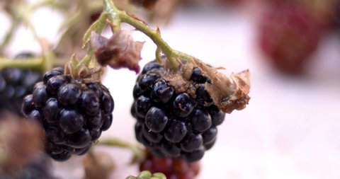 Blackberries on a white table with leaves, a delicious vitamin fruit. 
