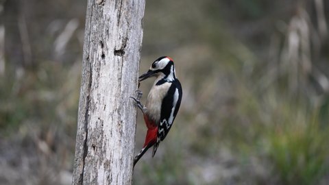 Great spotted woodpecker (Dendrocopos major) hanging on a tree.