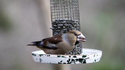 Hawfinch (Coccothraustes coccothraustes), eating seeds on a garden feeder.