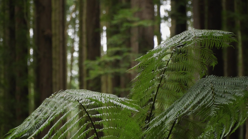 Swaying fern tree in a forest, close up