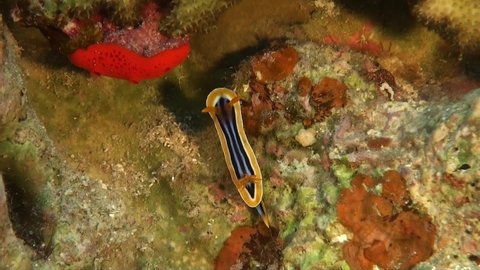 pyjama nudibranch on coral reef in the Red sea