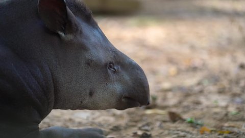 A tapir casually relaxing in the shade.