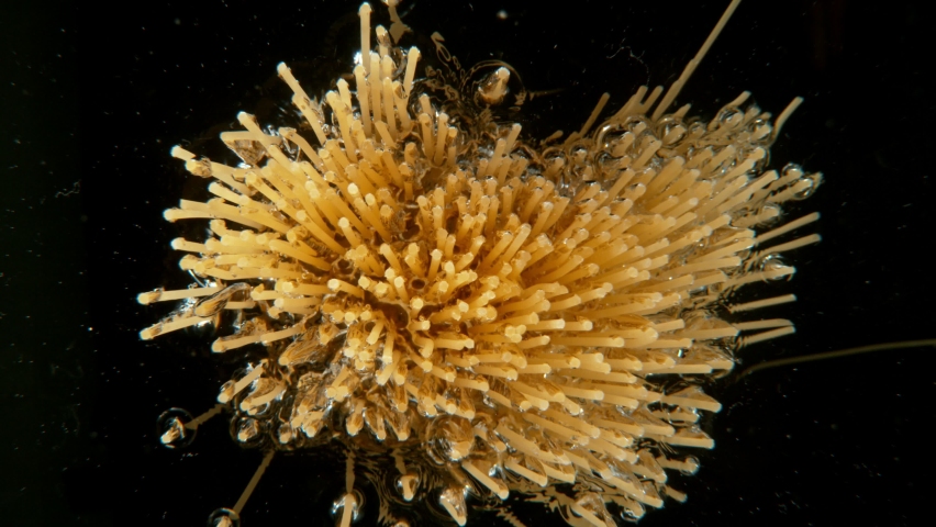 Super slow motion of falling uncooked italian pasta Spaghetti into water, black background. Filmed on high speed cinema camera, 1000 frames per second. | Shutterstock HD Video #1088024187