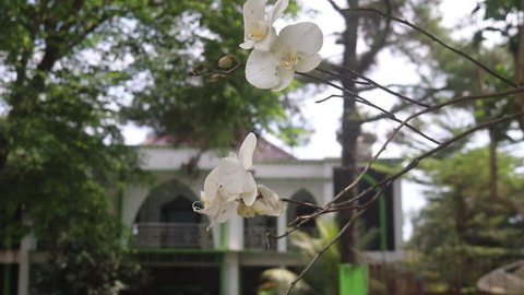 Blooming Orchids planted in the school garden