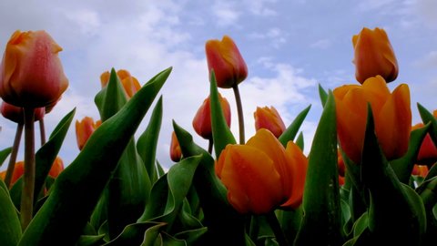 Close up view on Field or meadow of red and orange tulips and dramatic skyline. Tulips flowers sway in the wind. Floral spring video banner