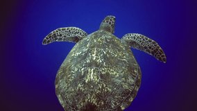 underwater view of turtle swim to water surface. Maldives