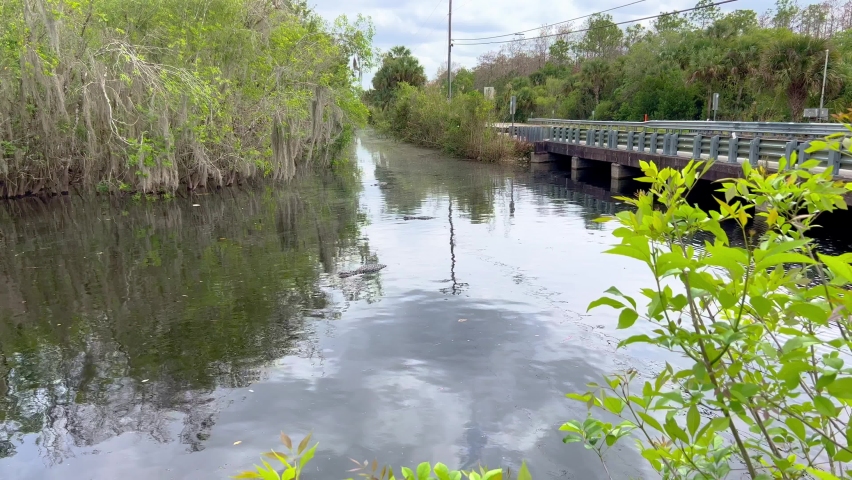 The Everglades with their wetlands are a popular landmark in Florida - travel photography
