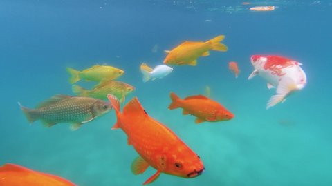 Movement of colorful koi fish in clear water of the lake. Gold fishes in small pond. Underwater footage.