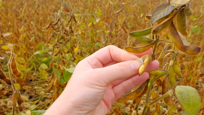 Soybean crop. Pods of ripe soybeans in a female hand close-up.field of ripe soybeans.The farmer checks the soybeans for ripeness.Farmer in soybean field. High quality 4k footage Royalty-Free Stock Footage #1088030531
