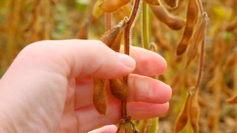 Soybean crop. Pods of ripe soybeans in a female hand.field of ripe soybeans. 4k footage