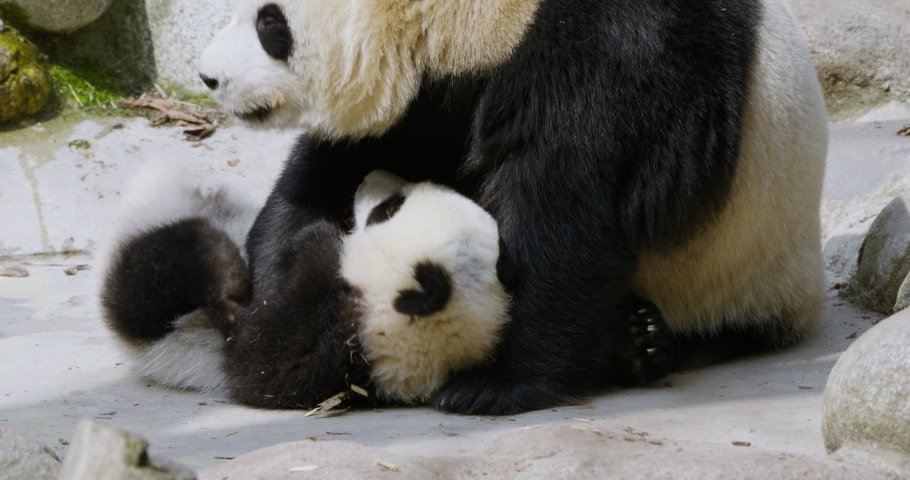Panda mother playing with baby bear in the Zoo at Chengdu China | Shutterstock HD Video #1088031175