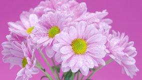 pink gerberas swirling on a pink background - Powered by Shutterstock - Get 15% off with code: PIKWIZARD15