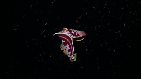 A giant nudibranch (sea slug) - Spanish Dancer - Hexabranchus sanguineus. Underwater night life of Tulamben, Bali, Indonesia.