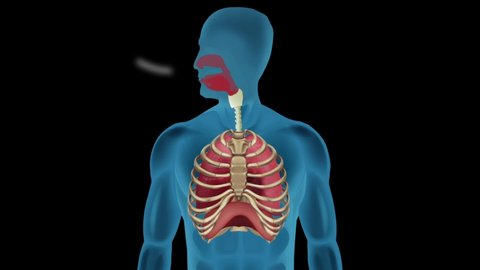 Breathing Mechanism in Human Body lungs Diaphragm Function