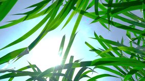 Fresh green grass with clips, green grass footage, green grass. Green tall grass on pure blue water background waving in the wind. Summer vacation relaxation by the river. Greenery blades close-up
