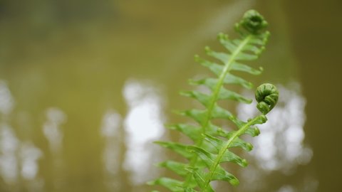 Two curled Australian fern fronds by the water, close up