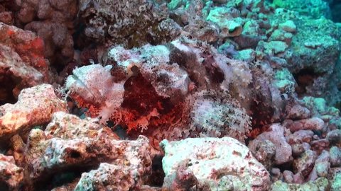 Scorpionfish lying on tropical coral reef