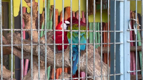 Couple of colorful parrots inside a large cage