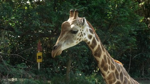 A young spotted giraffe is eating from iron basin suspended from post in zoo. African giraffe with long neck takes food in captivity. Giraffe eats in against background of green trees in afternoon.