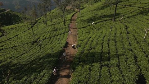 Beautiful tea plantation aerial view Drone fly above the tea plantation in foggy morning
