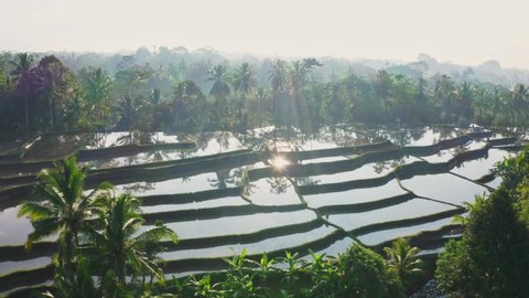 4k Aerial video of palm trees and rise terraces in Bali, Ubud.
