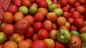 video footage of tomatoes in a basket