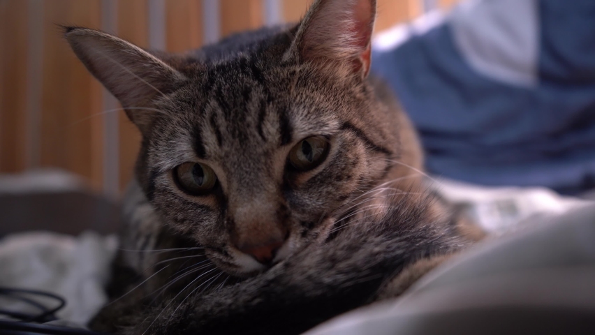 Gray tabby cat close-up portrait. The pet is licking itself. The mustache and muzzle of a cat. Pet life. Sits on the bed.