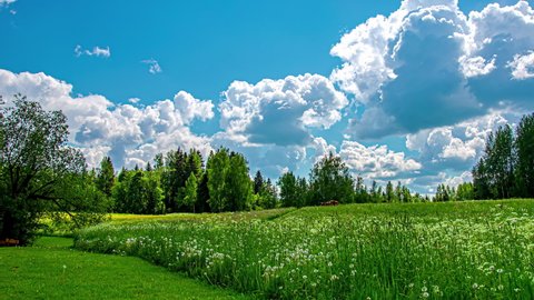 Time lapse shot of white clouds in motion at blue sky above green grass field with flowers and plants during spring