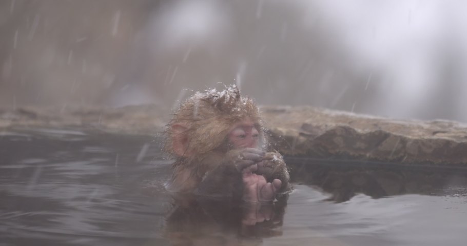 Купание обезьян харламов. Купание обезьяны в теплой воде группа. Солист группы купание обезьяны в теплой воде.