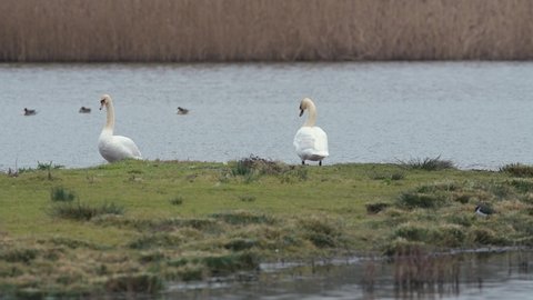 A pair of Mute Swans, Mute Swan, Cygnus olor in habitat