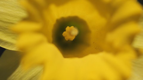 A macro shot of the stigma inside a yellow Daffodil.
