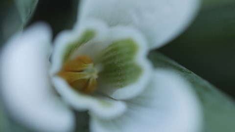 A macro shot of a snowdrop flower with its stigma.