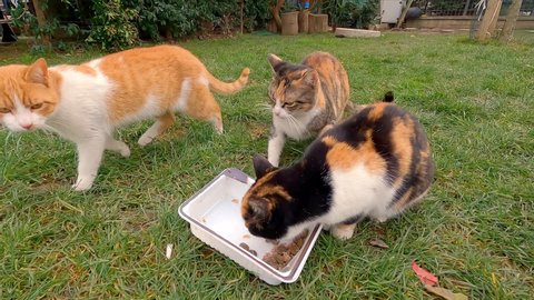 Street cats eat food. Homeless cats eat food. Cats on the streets of Turkey