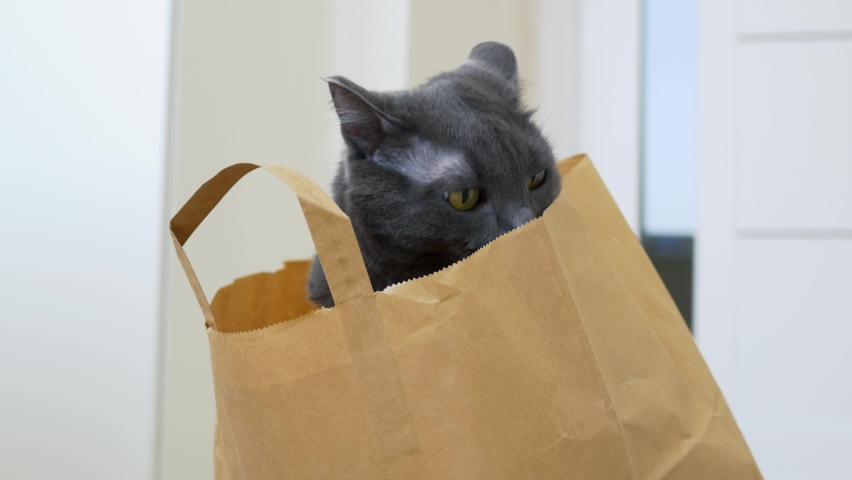 A beautiful gray cat sits in a paper bag, then climbs out of it in a suit for cats in the form of a brown sweater and leaves the frame. Funny cat in a shopping bag. Royalty-Free Stock Footage #1088050559