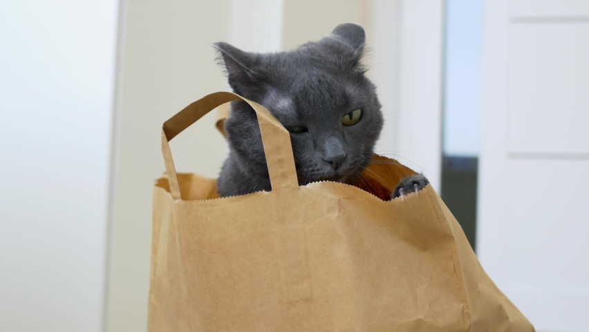A beautiful gray cat sits in a paper bag, then climbs out of it in a suit for cats in the form of a brown sweater and leaves the frame. Funny cat in a shopping bag. | Shutterstock HD Video #1088050559