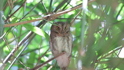 Owl, Oriental Scops Owl (Otus sunia) standing on a branch   