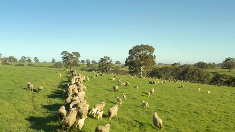 large Sheep herd stampede on rolling green hills on sunny day, mesmerizing rural landscape aerial view