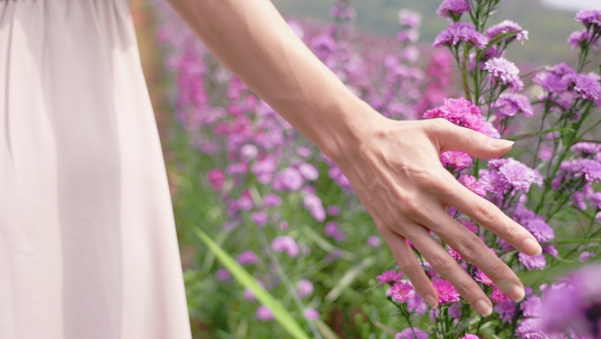 Woman hands tenderly touches the tops of the purple flower inside outdoor fields, rear view of a large blooming lavender field on sunny day, woman and nature on beautiful day, active lifestyle Royalty-Free Stock Footage #1088052345