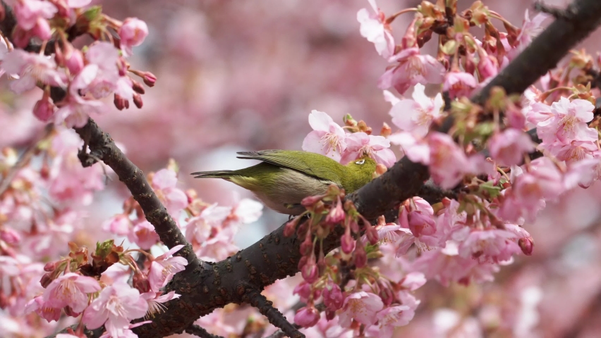Spring-like photos of cherry blossoms and white-eye Royalty-Free Stock Footage #1088053225