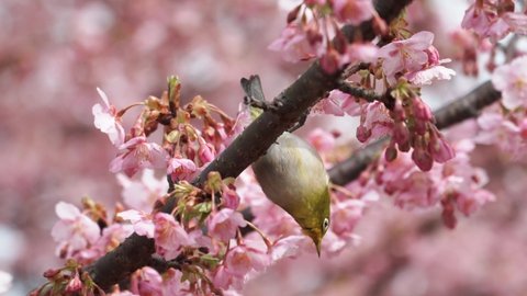 Spring-like photos of cherry blossoms and white-eye