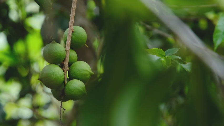 green fresh macadamia nuts fruit hanging on branch tree in the plantation of Thailand, panning camera shot Royalty-Free Stock Footage #1088055209