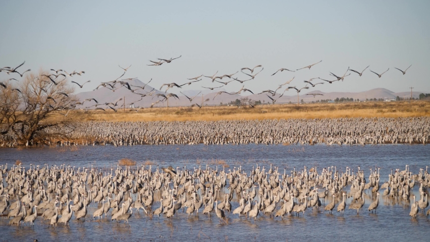 Slow motion shot of Sandhill Crane flock flying and standing in water with panning shot. Bird flock flies over hundreds of other birds wading in winter wetlands.