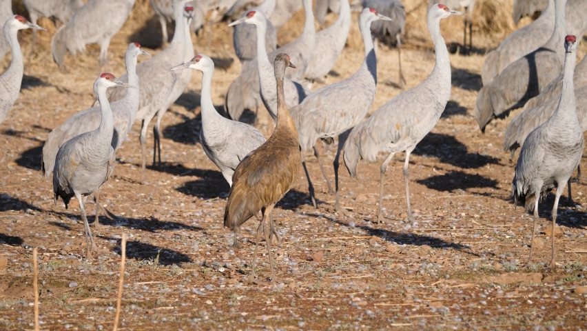 Sandhill Crane Adult Immature Flock of Many Cranes Standing Walking Moving Sandhill Cranes looking at camera. Nice close-up of red head and eyes. 4K Slow-motion.