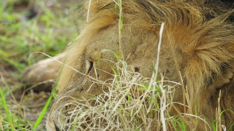 Close up fixed shot of a lion sleeping on the grass of Central Kalahari Game Reserve in Botswana Southern Africa