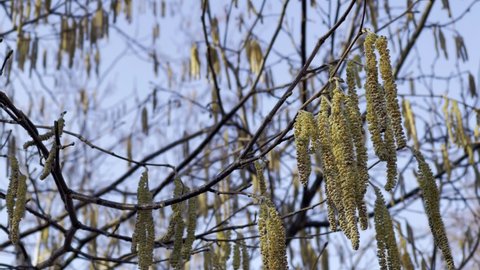 Flowers of hazelnut and black alder trees in winter, daytime, with a blue sky and big depth of field