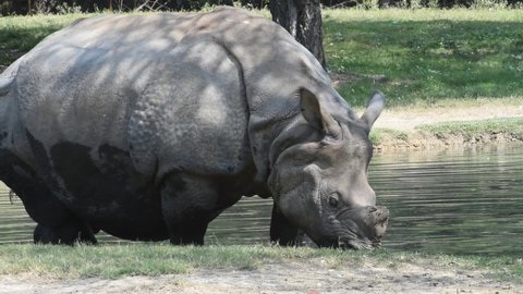 An Indian rhinoceros is walking near a pond.
