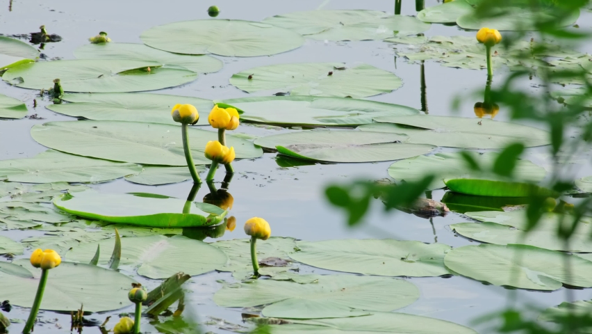 Beautiful water yellow lily flowers in pond. Yellow water lilies Nuphar lutea on river. Leaves and flowers of Nuphar lutea Nature background Selective focus with shallow depth of field, Ukraine