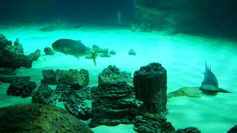 Aquarium fish. Large aquarium with different fish, electric stingray, yellowtail. Stock video. High quality 4k footage